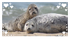 seals